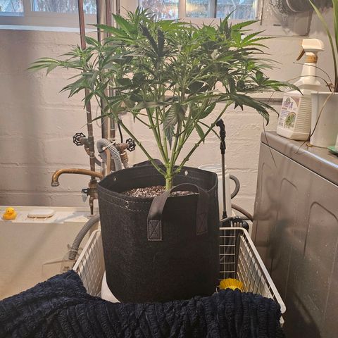 Original Auto BubbleGum growlog timeline photo