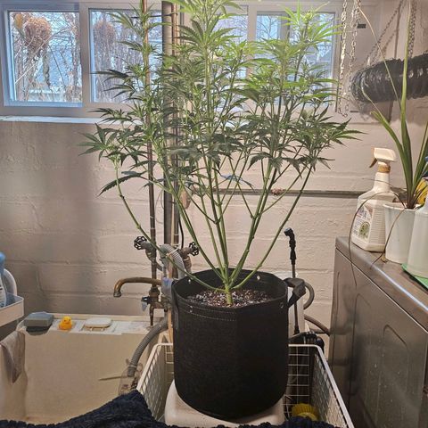 Original Auto Northern Lights growlog timeline photo