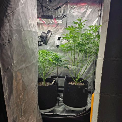 Super Silver Haze pot #1 growlog timeline photo