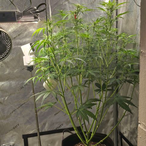 Original Auto Northern Lights growlog timeline photo