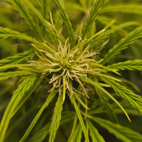 Original Auto Northern Lights growlog timeline photo