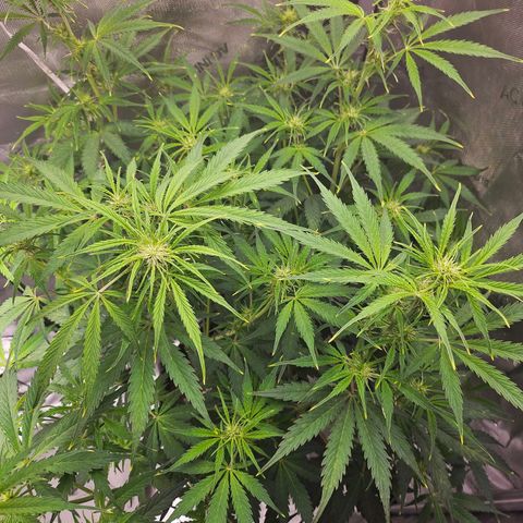 Original Auto Northern Lights growlog timeline photo