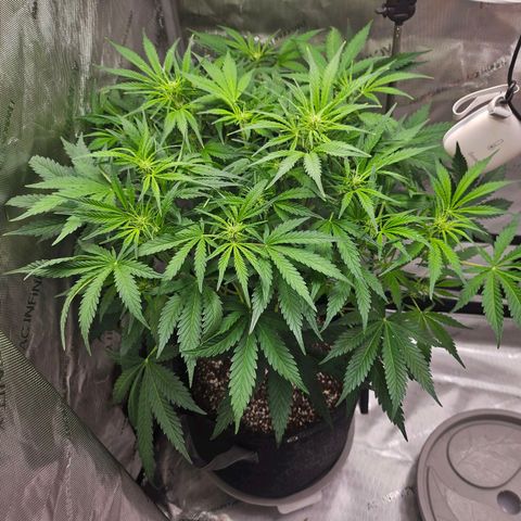 Original Auto BubbleGum growlog timeline photo