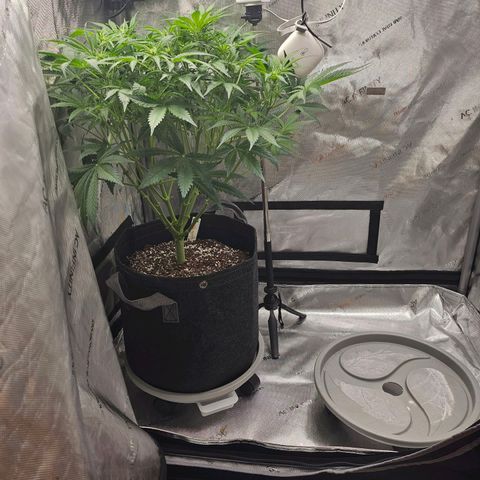 Original Auto BubbleGum growlog timeline photo