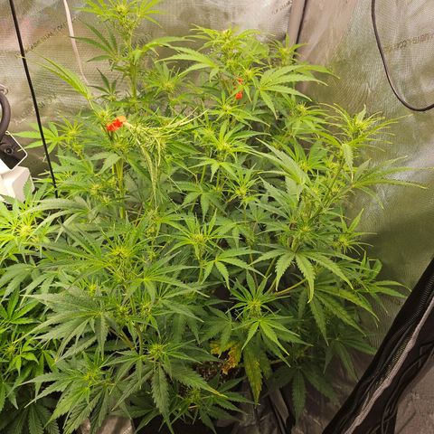 Original Auto Northern Lights growlog timeline photo