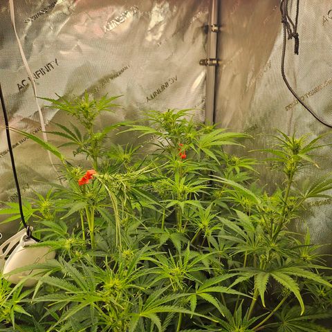 Original Auto Northern Lights growlog timeline photo