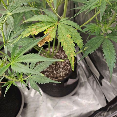 Original Auto Northern Lights growlog timeline photo