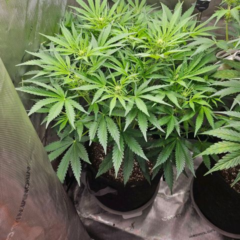 Original Auto BubbleGum growlog timeline photo