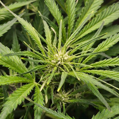 Original Auto BubbleGum growlog timeline photo