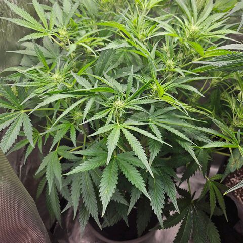 Original Auto BubbleGum growlog timeline photo