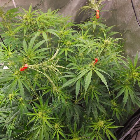 Original Auto Northern Lights growlog timeline photo