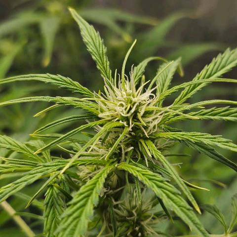 Original Auto Northern Lights growlog timeline photo