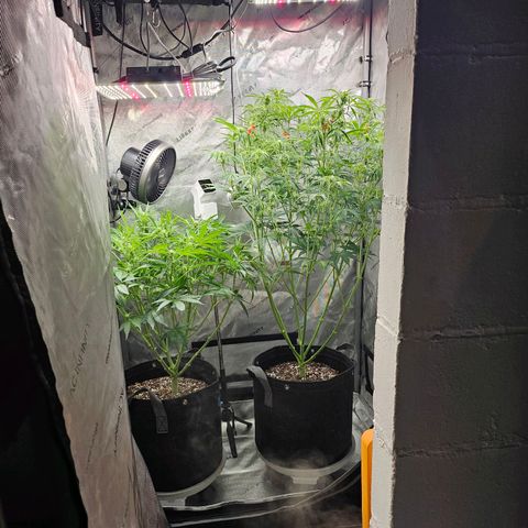 Super Silver Haze pot #1 growlog timeline photo