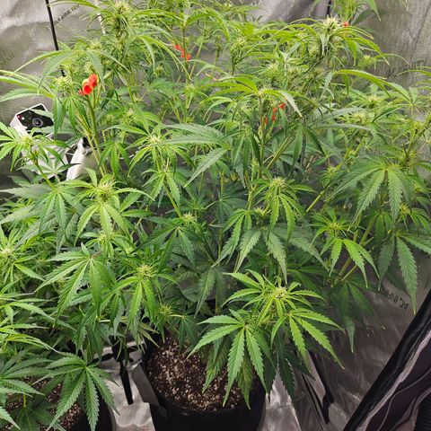 Original Auto Northern Lights growlog timeline photo