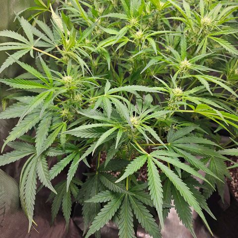 Original Auto BubbleGum growlog timeline photo