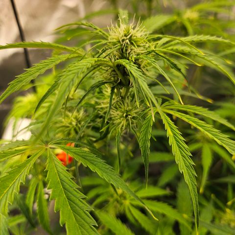 Original Auto Northern Lights growlog timeline photo