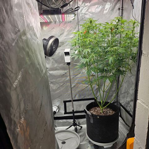 Original Auto Northern Lights growlog timeline photo