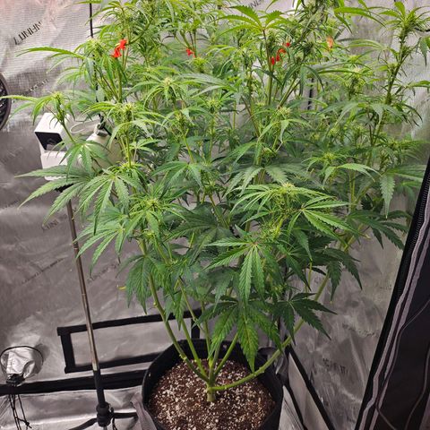 Original Auto Northern Lights growlog timeline photo