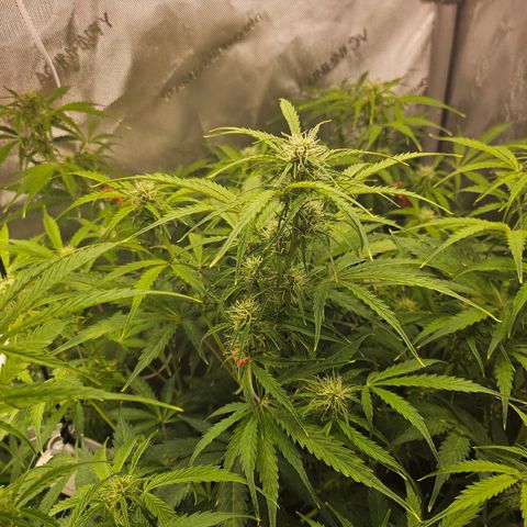 Original Auto Northern Lights growlog photo: Noting slow yellowing