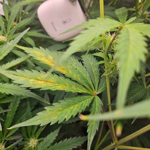 Original Auto Northern Lights growlog photo: Noting slow yellowing