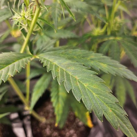 Original Auto Northern Lights growlog photo: Noting slow yellowing
