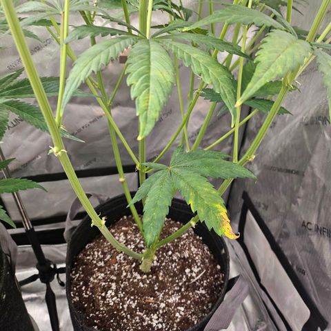 Original Auto Northern Lights growlog photo: Noting slow yellowing