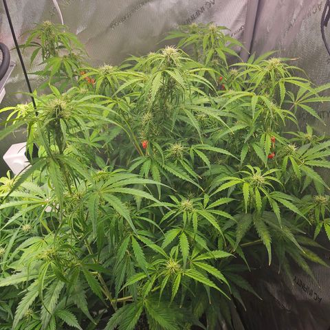 Original Auto Northern Lights growlog timeline photo