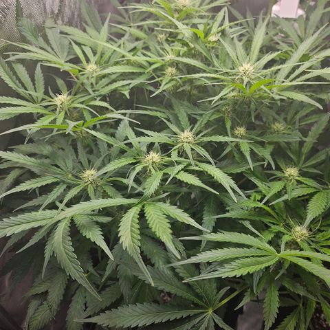 Original Auto BubbleGum growlog timeline photo