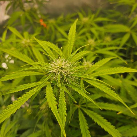 Original Auto BubbleGum growlog timeline photo