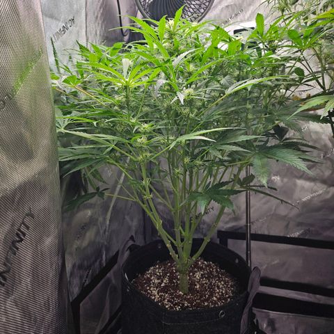 Original Auto BubbleGum growlog timeline photo