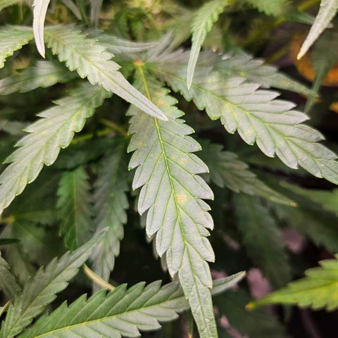 Original Auto BubbleGum growlog timeline photo