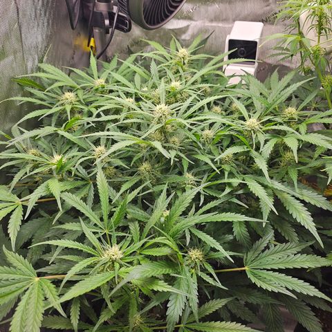 Original Auto BubbleGum growlog timeline photo