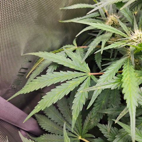 Original Auto BubbleGum growlog timeline photo