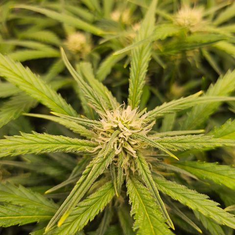 Original Auto BubbleGum growlog timeline photo