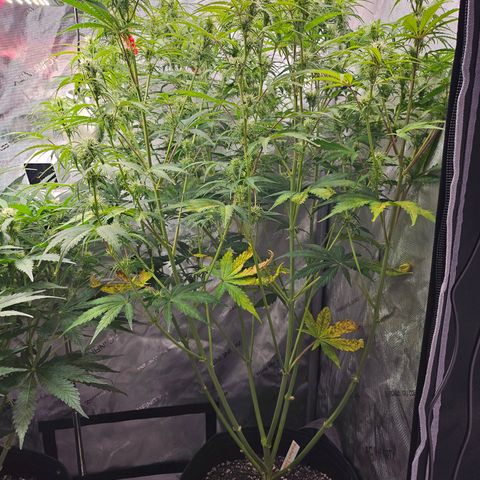 Original Auto Northern Lights growlog timeline photo