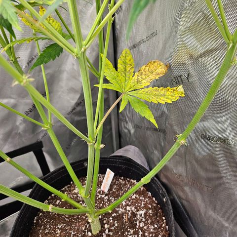 Original Auto Northern Lights growlog timeline photo