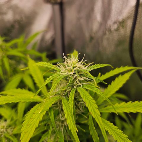 Original Auto Northern Lights growlog timeline photo