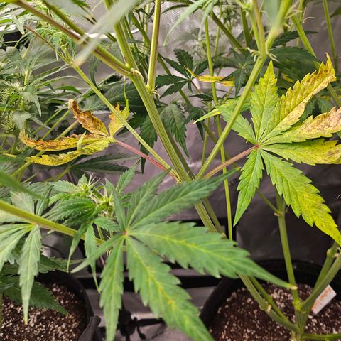 Original Auto Northern Lights growlog timeline photo