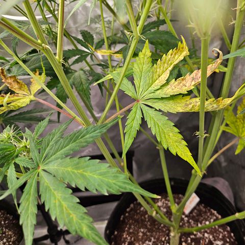 Original Auto Northern Lights growlog timeline photo
