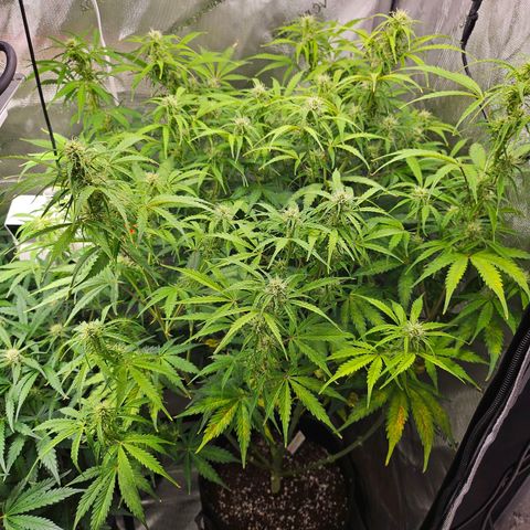 Original Auto Northern Lights growlog timeline photo