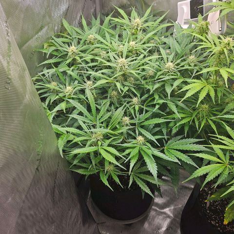 Original Auto BubbleGum growlog timeline photo