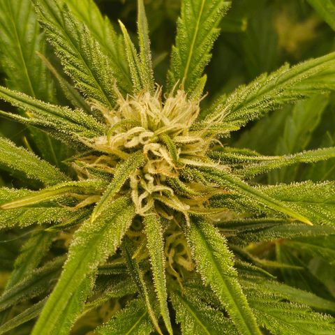 Original Auto BubbleGum growlog timeline photo