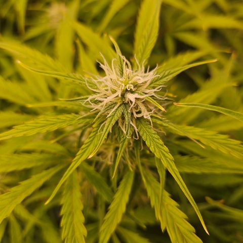 Original Auto Northern Lights growlog timeline photo