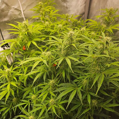 Original Auto Northern Lights growlog timeline photo