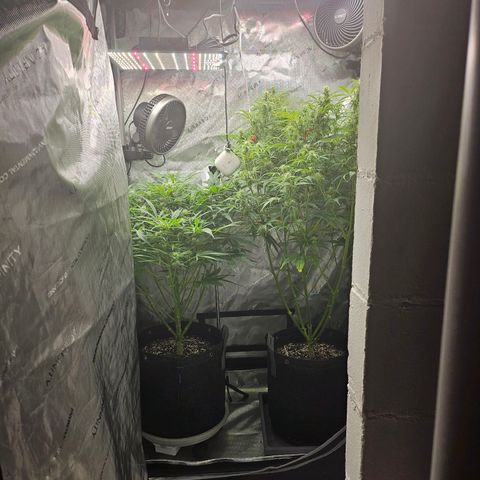 Super Silver Haze pot #1 growlog timeline photo