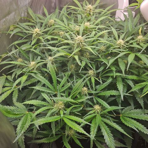 Original Auto BubbleGum growlog timeline photo