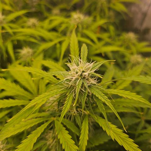 Original Auto Northern Lights growlog timeline photo