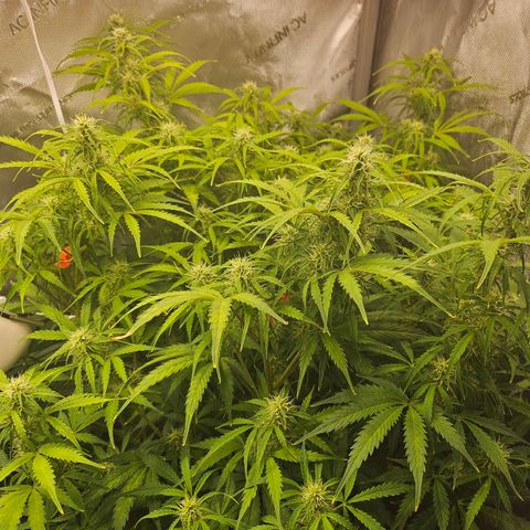 Original Auto Northern Lights growlog timeline photo