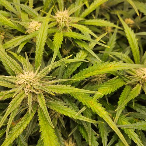 Original Auto BubbleGum growlog timeline photo