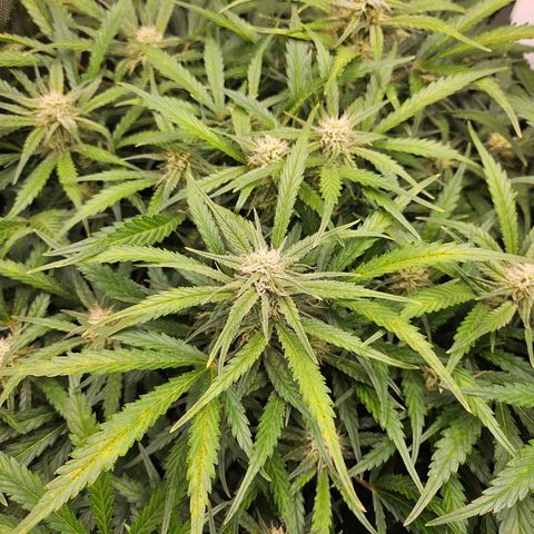 Original Auto BubbleGum growlog timeline photo